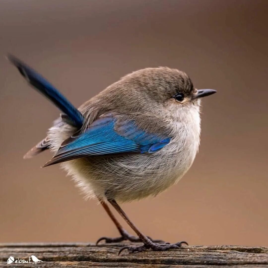 Простые фото птиц Splendid Fairy-wren Pet birds, Wild birds, Pretty birds