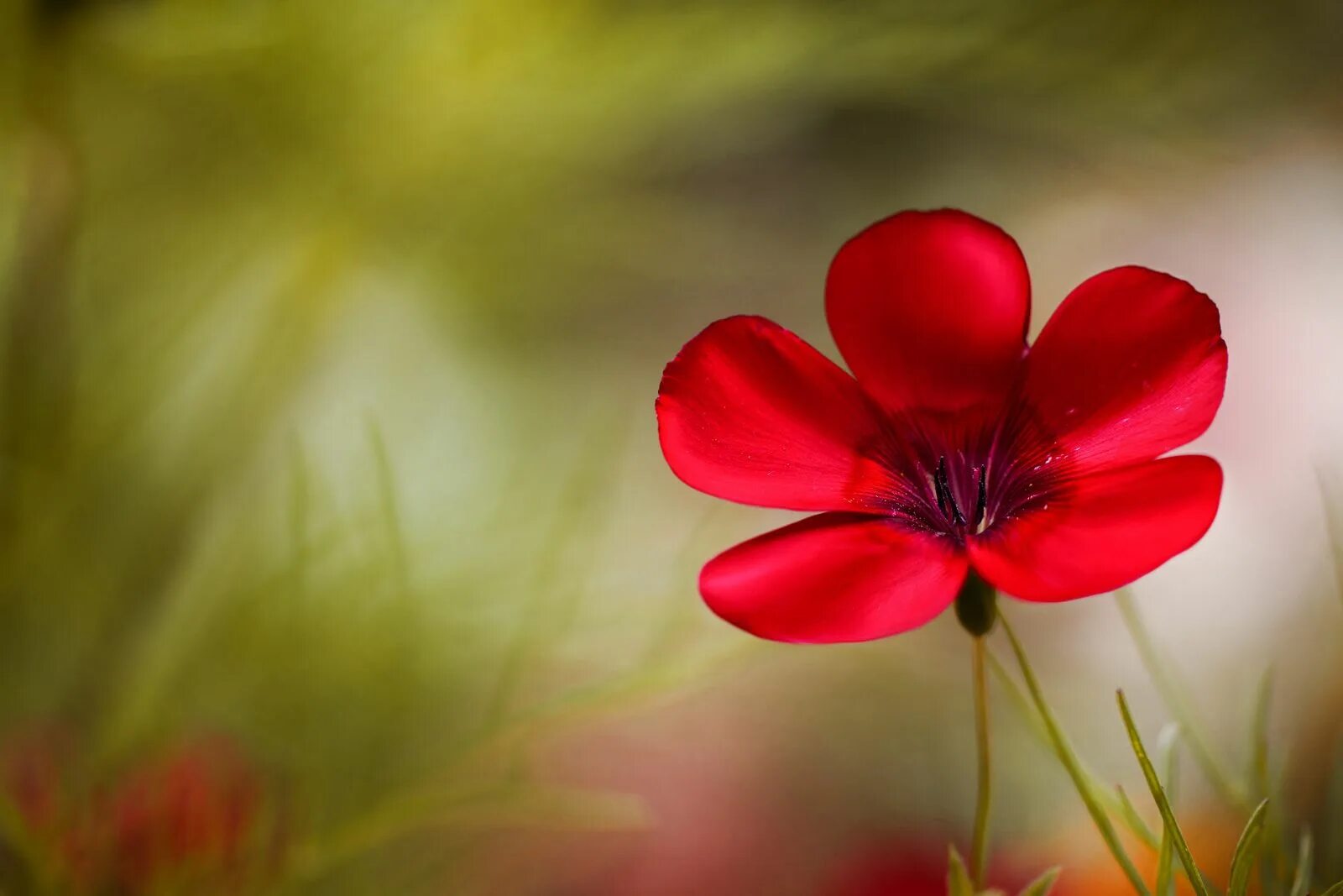 Простые фото цветов Flax Flowers, Flower background wallpaper, Macro flower