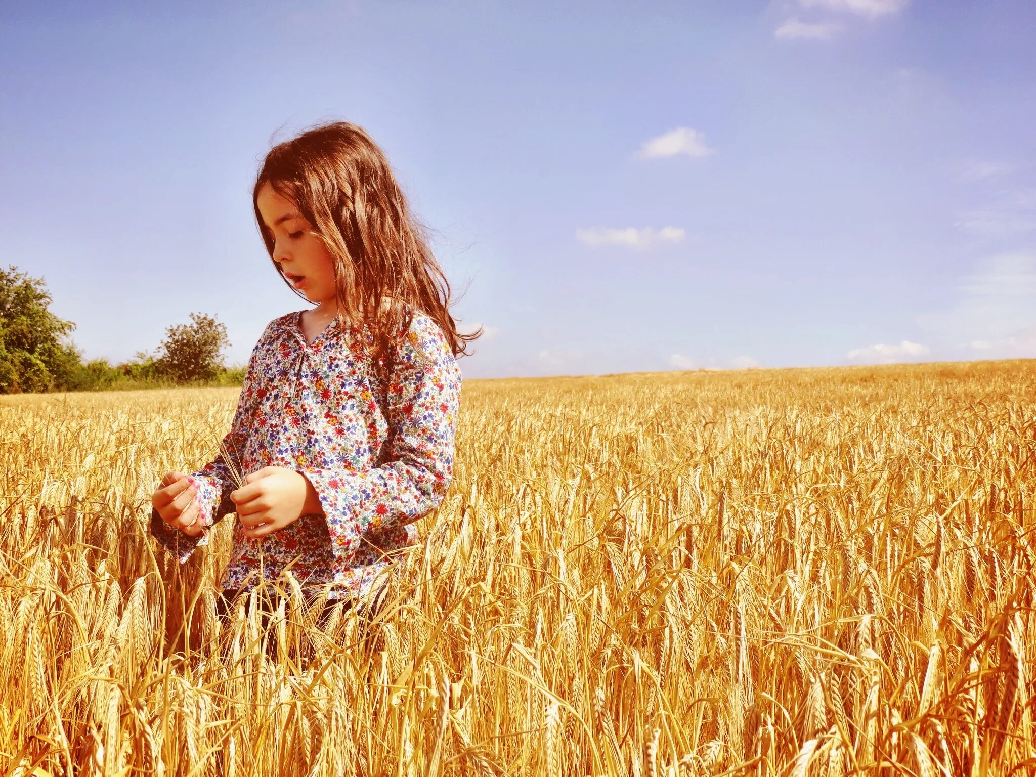 Простые фото в поле Free Images : field, meadow, wheat, prairie, morning, harvest, produce, crop, ag