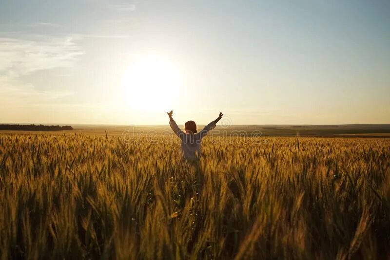 Простые фото в поле Woman Stands in a Field of Ripe Wheat Stock Photo - Image of cereal, blessedness