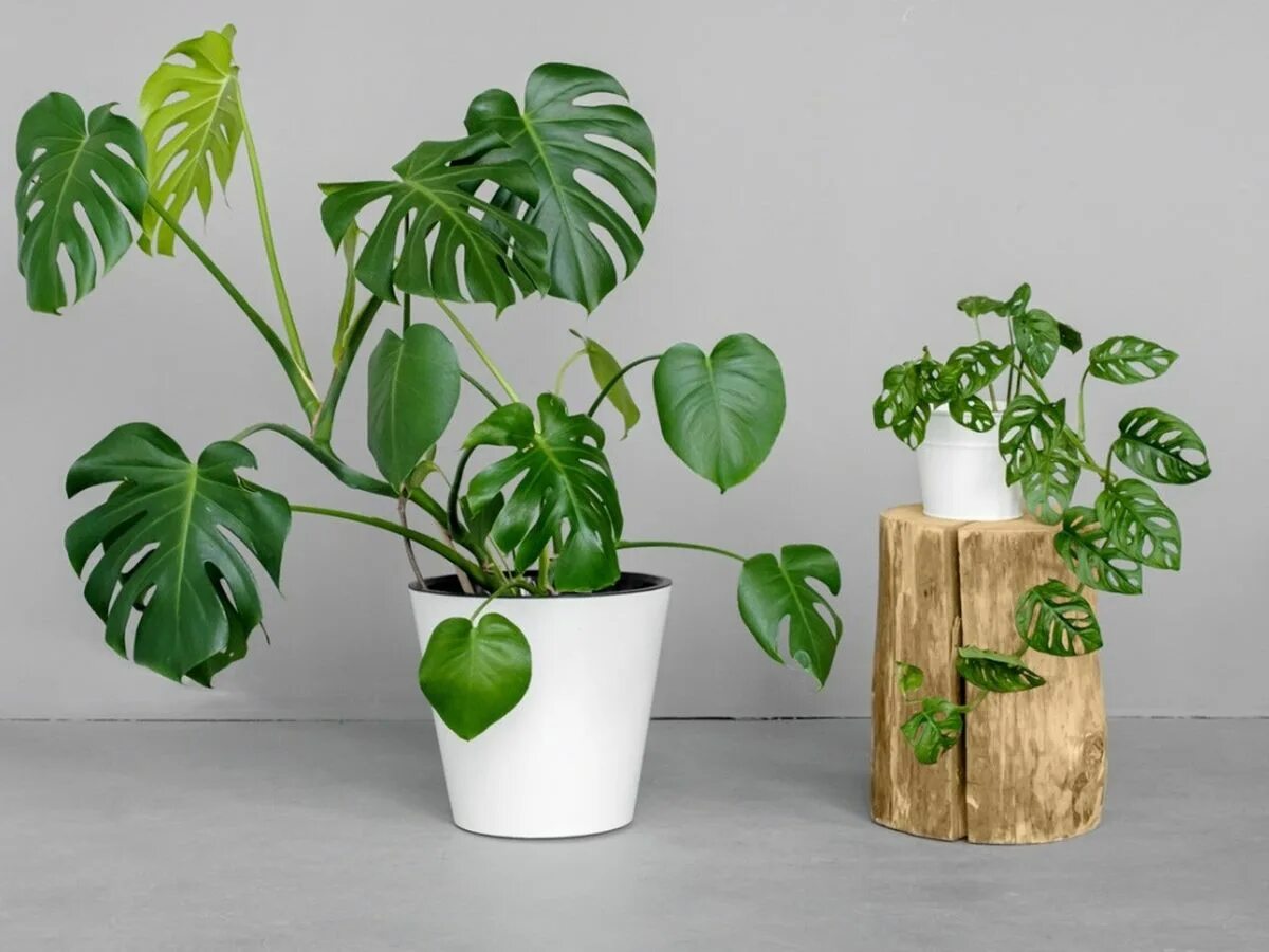 Простые комнатные растения фото Solutions For Leggy Monstera Deliciosa Plants Gardening Know How