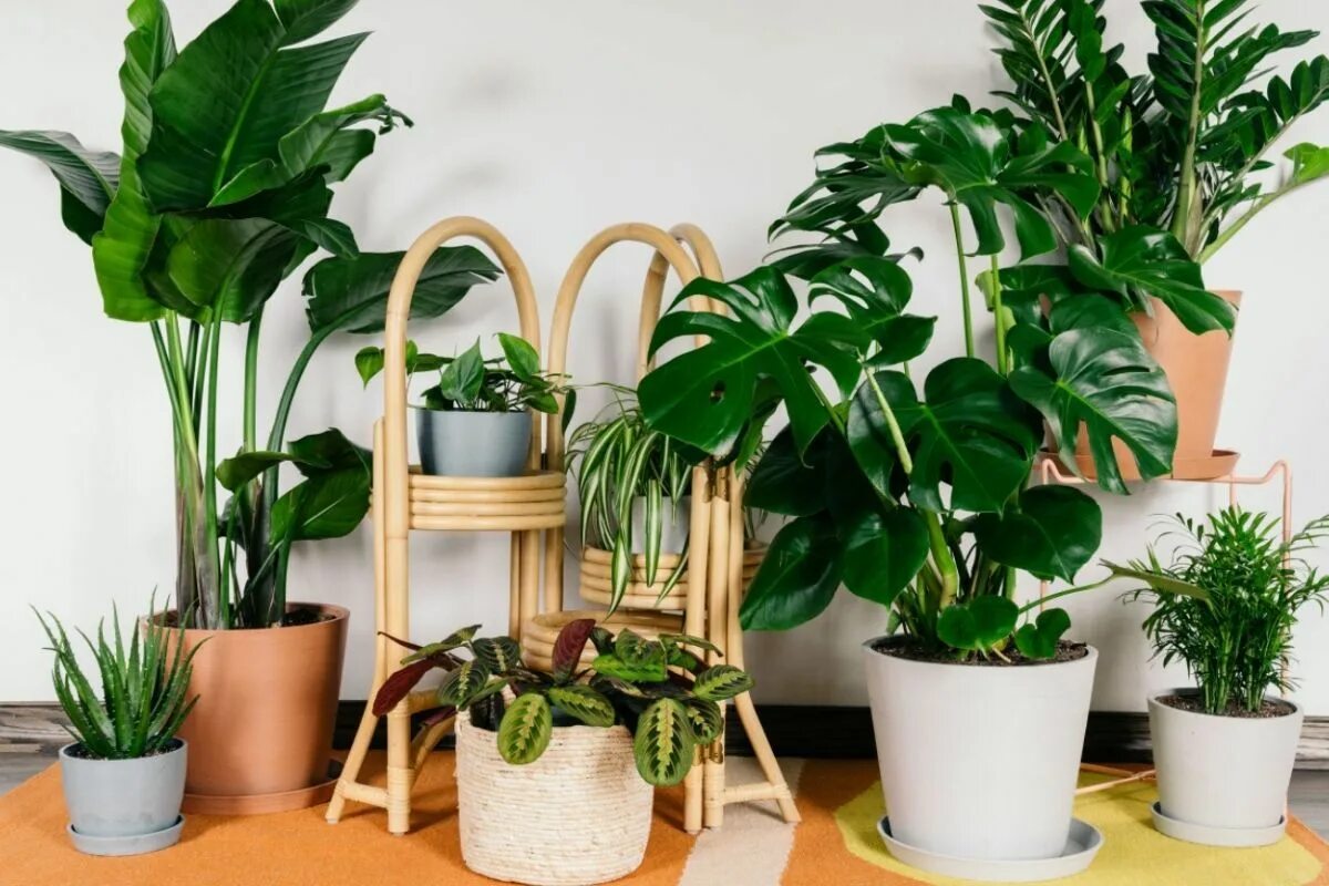 Простые комнатные растения фото Best Indoor Plants for Low Light