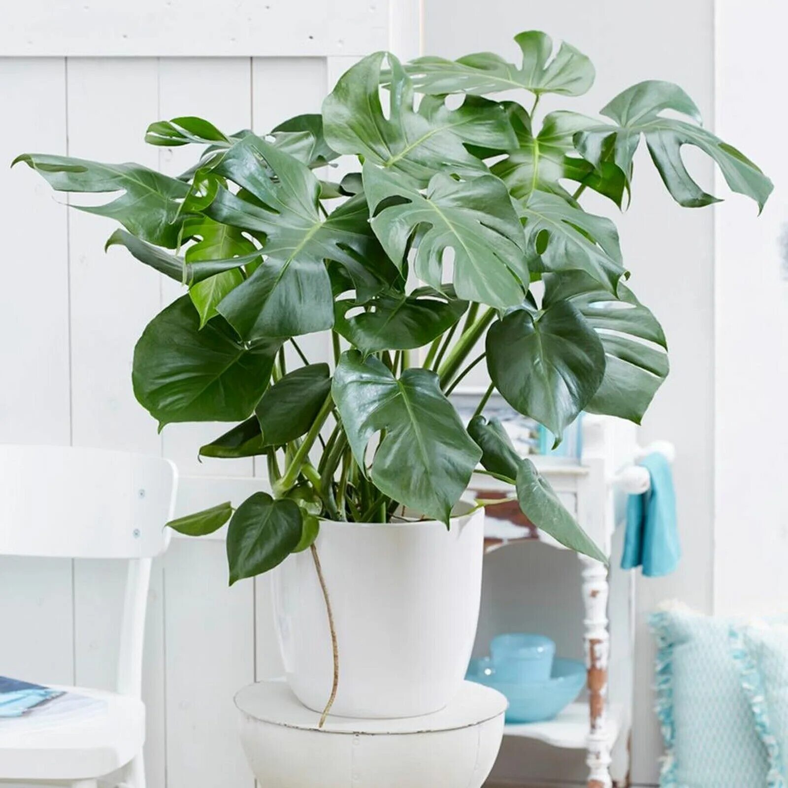 Простые комнатные растения фото Swiss Cheese Plant Monstera Deliciosa House Plants Evergreen Indoor Plant in Pot