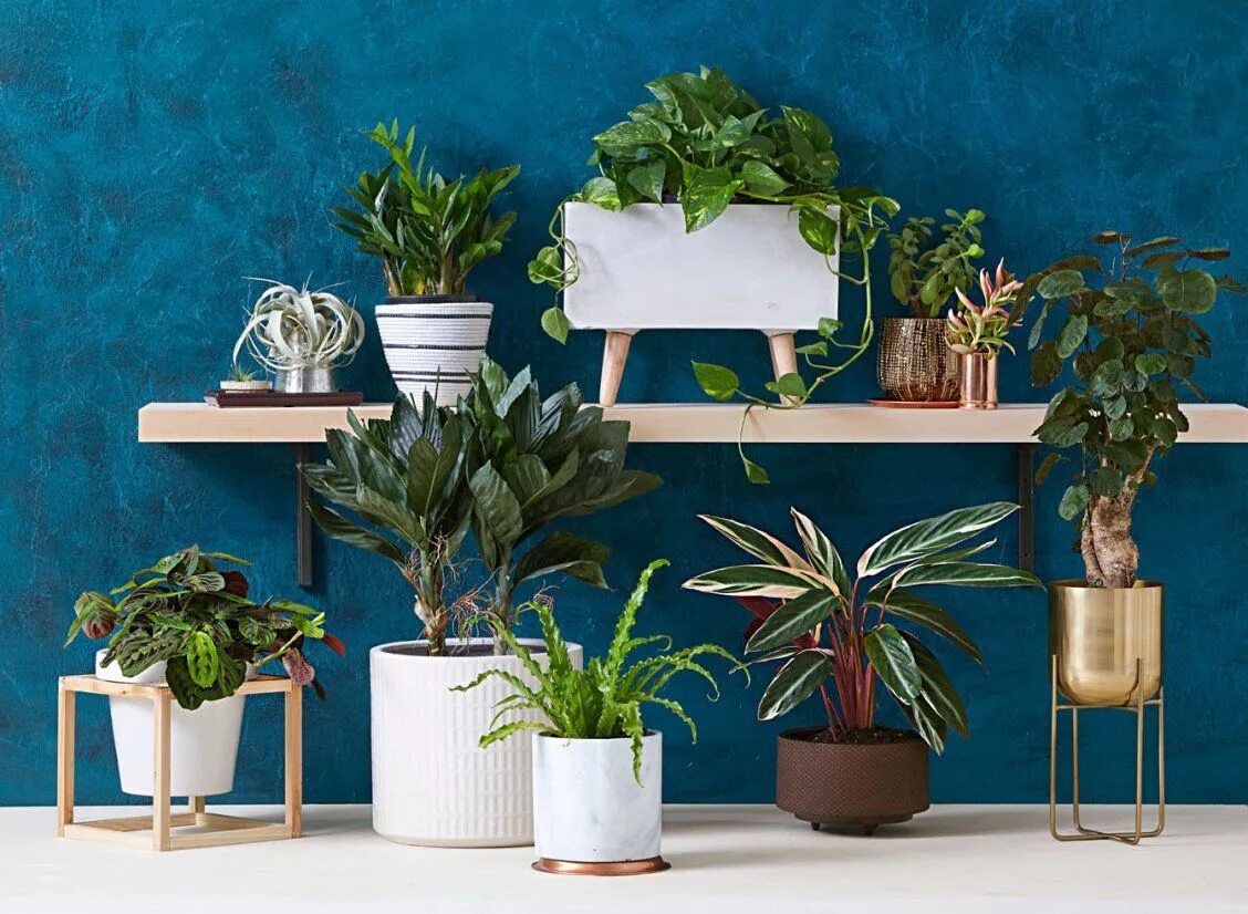 Простые комнатные растения фото Up Your Style With These Houseplants Plants, Houseplants, House plant care