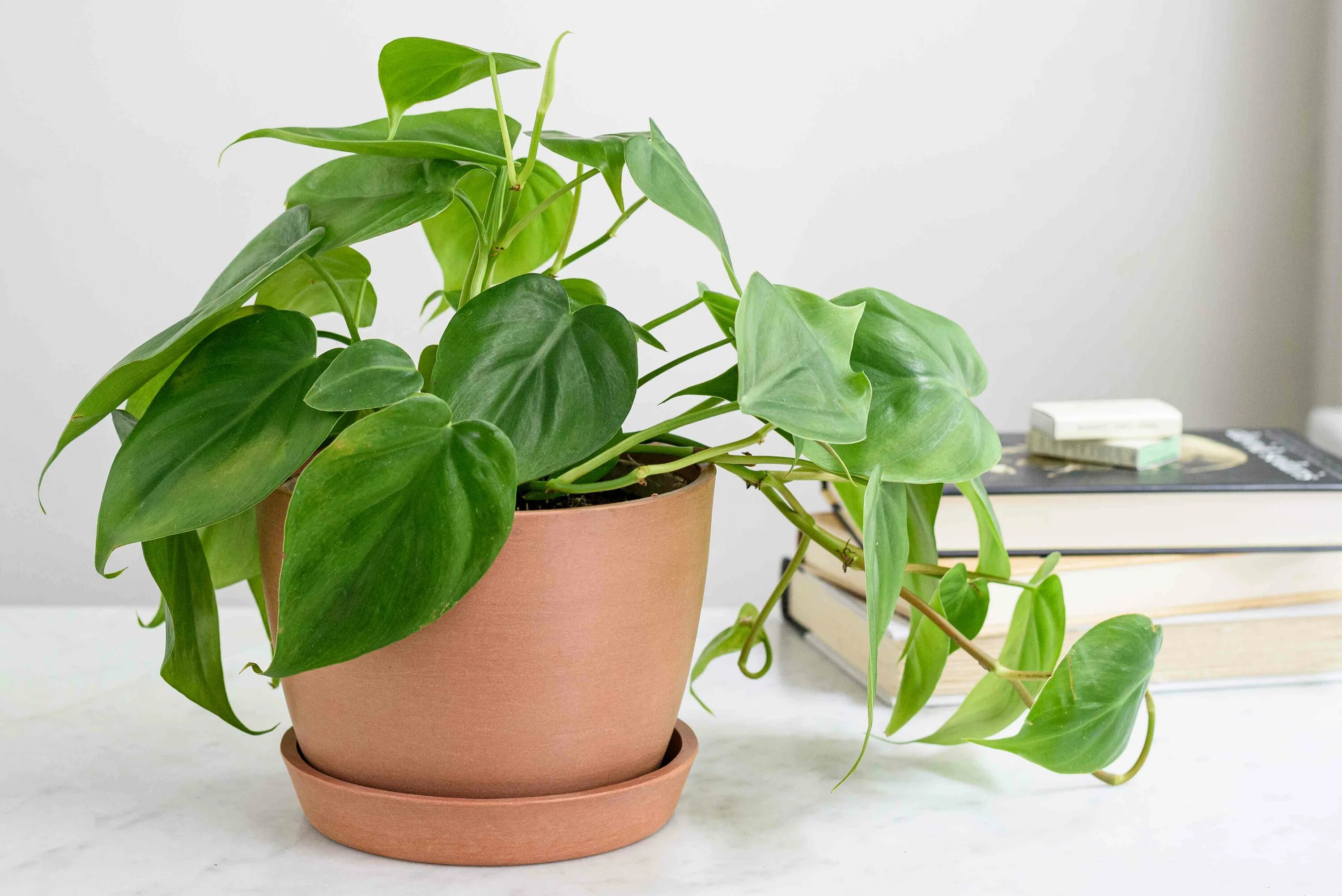 Простые комнатные растения фото Philodendron Varieties: How to Grow Indoors