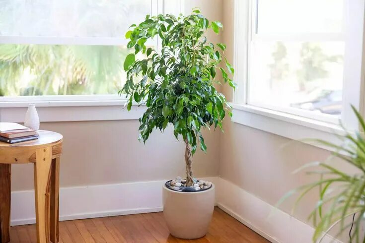 Простые комнатные растения фото This Is How to Grow and Care for Healthy Ficus Trees Arbre intérieur, Ficus, Pla