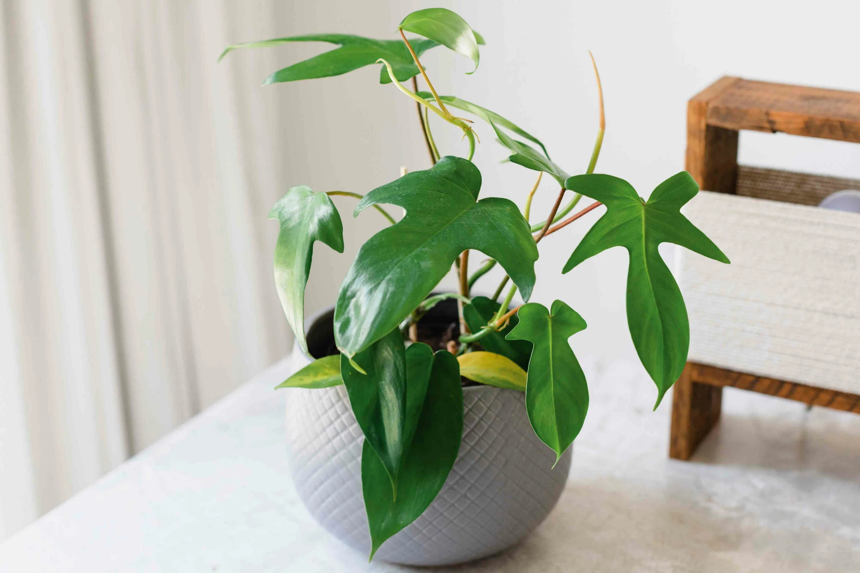 Простые комнатные растения фото How to Grow and Care for Philodendron 'Florida Green'