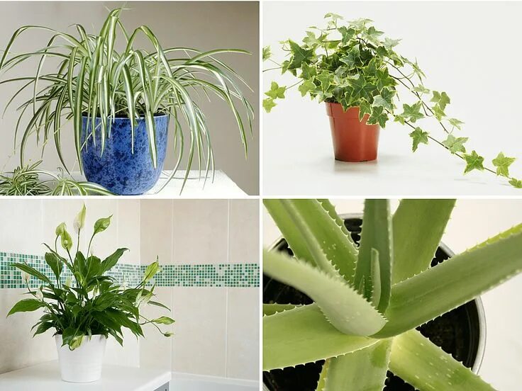 Простые комнатные растения фото и названия Best Air Purifying House Plants for Your Home and Office Air purifying house pla