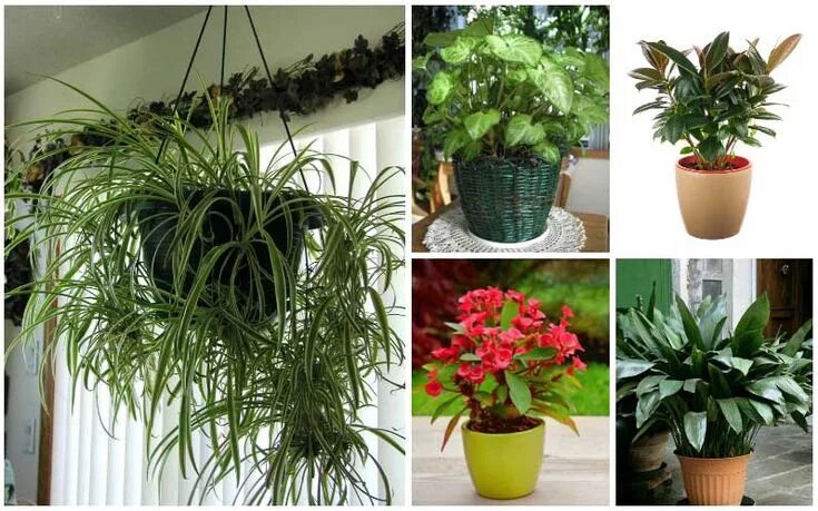 Простые комнатные растения фото и названия 23 Easy to Grow Houseplants - Garden Lovers Club Garden lovers club, Easy to gro