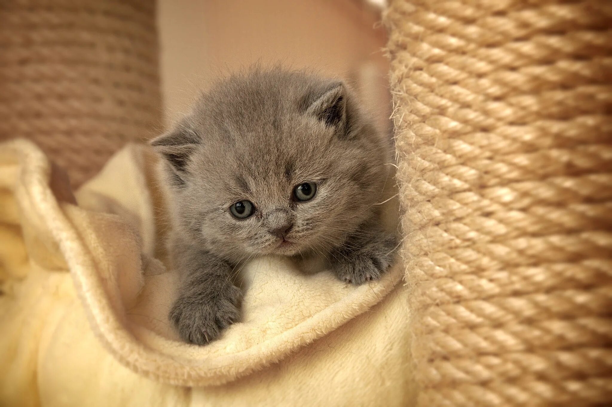 Простые котята фото Wallpaper : face, eyes, sadness, nose, whiskers, British shorthair, kitten, vert