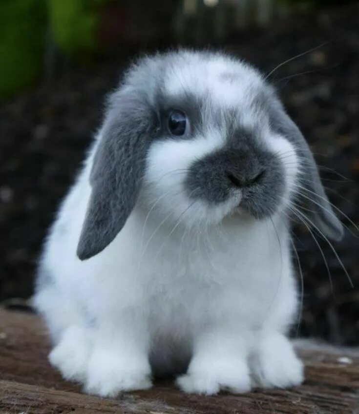 Простые кролики фото Pin on Bunnies Baby animals pictures, Pet bunny rabbits, Cute baby animals