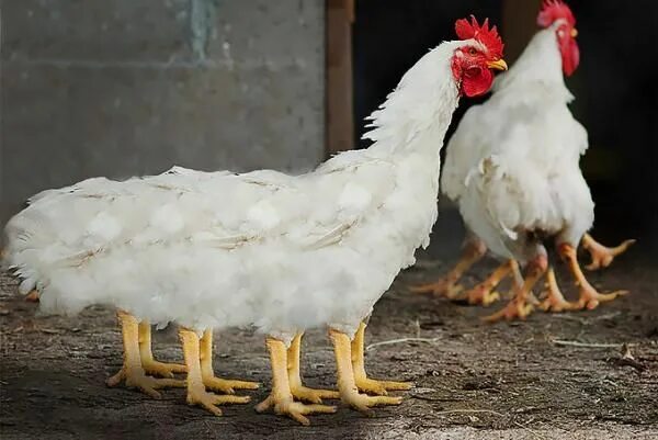 Простые куры фото KFC Is Going to Court to Dispel Rumors of GMO Spider Chickens Chicken pictures, 