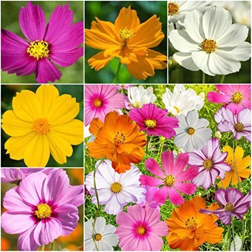 Простые цветы название и фото Package of 400 Seeds, Cosmos Crazy Mixture (Cosmos sulphureus & bipinnatus) Seed