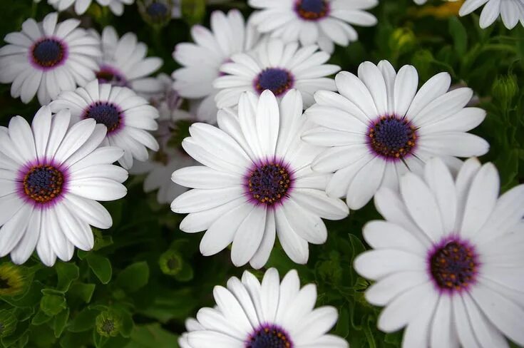 Простые цветы название и фото White Daisy With Purple Center - Free photo on Pixabay Daisy, Planting flowers, 