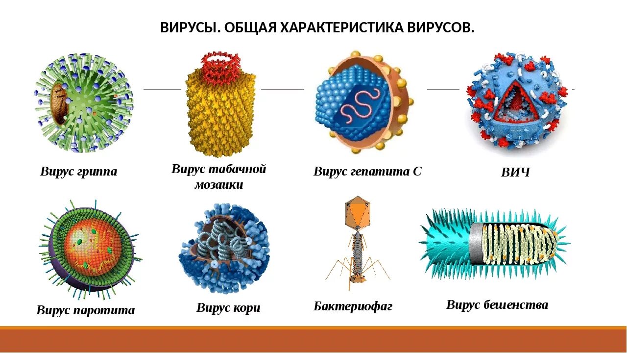 Простые вирусы фото Вирус: особенности строения и жизненного цикла