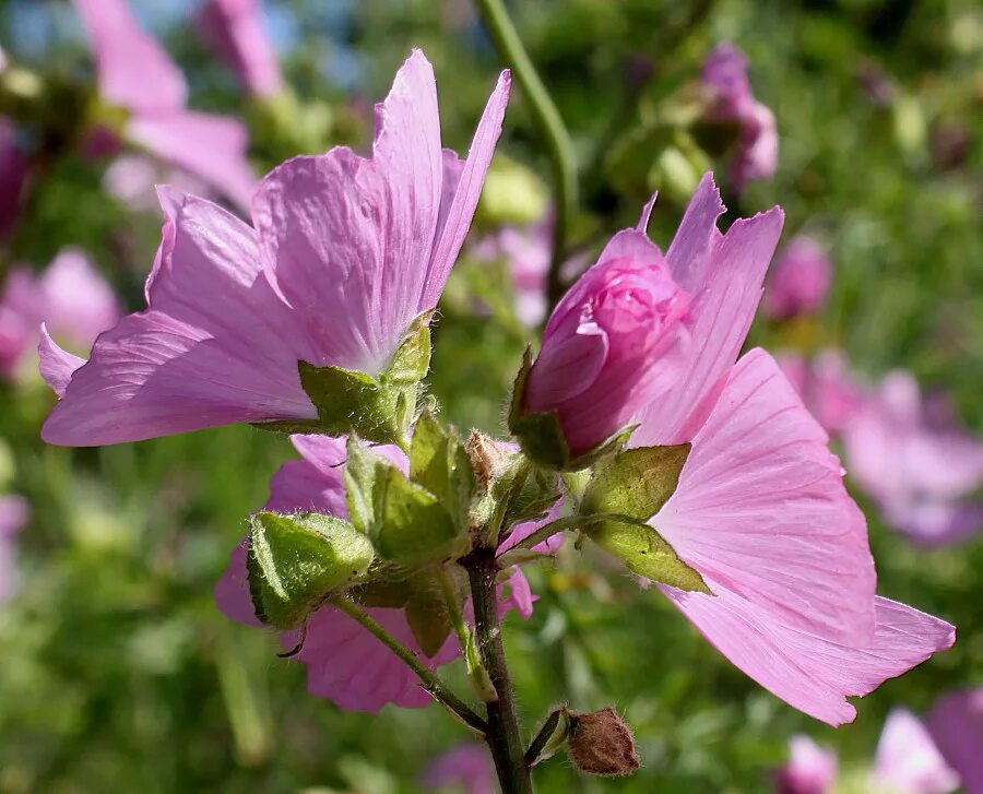 Просвирник лесной фото Malva moschata - Image of an specimen - Plantarium