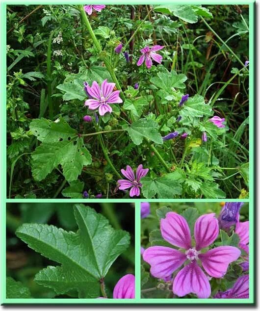 Просвирник лесной фото Растения в ветеринарии - Просвирник лесной (Malva sylvestris)