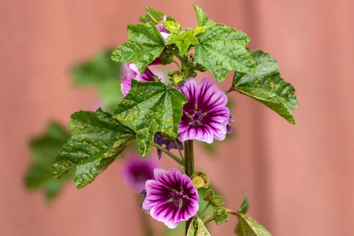 CalPhotos: Malva sylvestris; Mallow