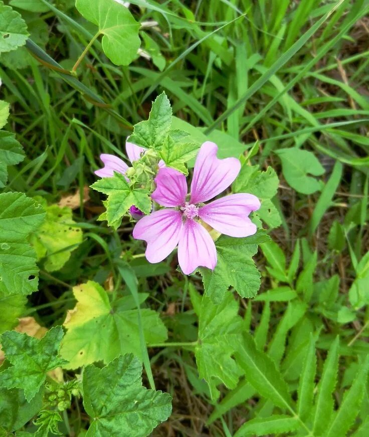 Просвирник лесной фото Malva sylvestris - Просвирник лесной Flora, Plants, Garden