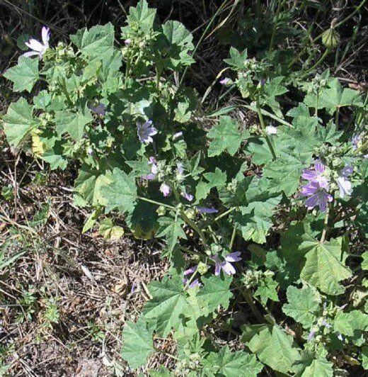 Просвирник лесной фото Foraging in Portugal in Spring for Edible Wild Plants Plants, Edible wild plants