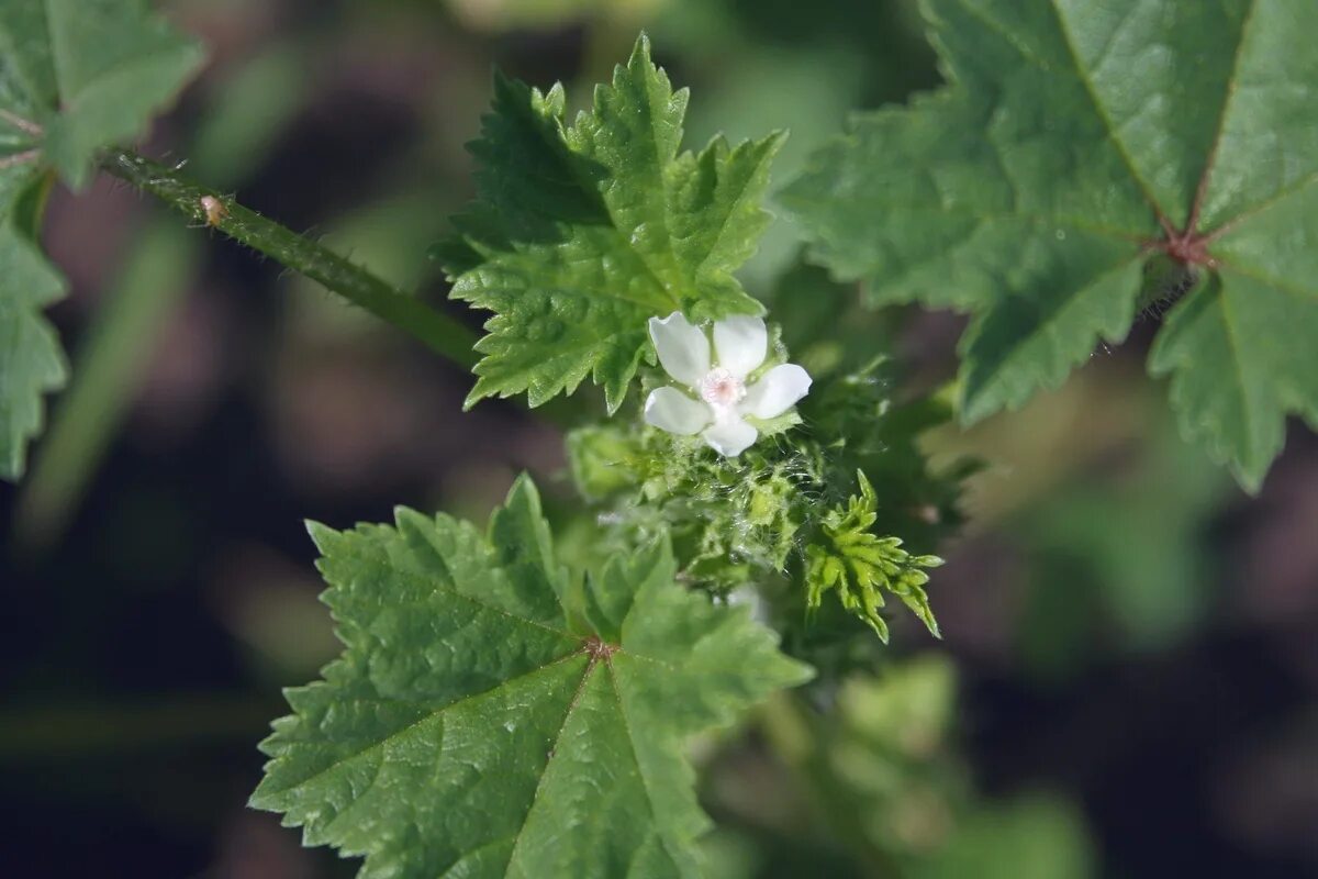 Просвирник лесной фото Просвирник маленький (Malva pusilla)