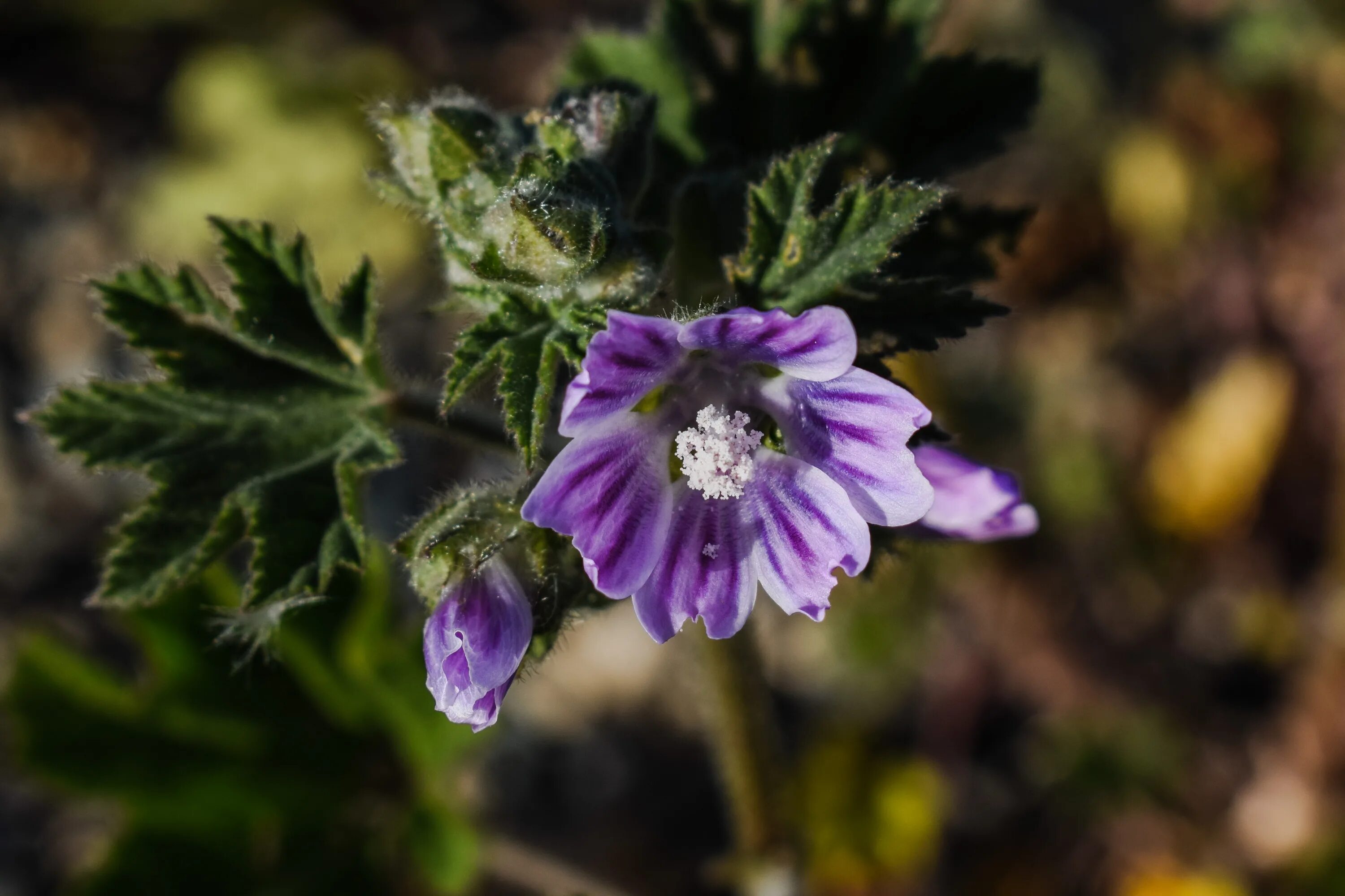 Просвирник лесной фото Free Images : flower, nature, flora, macro photography, botany, land plant, clos