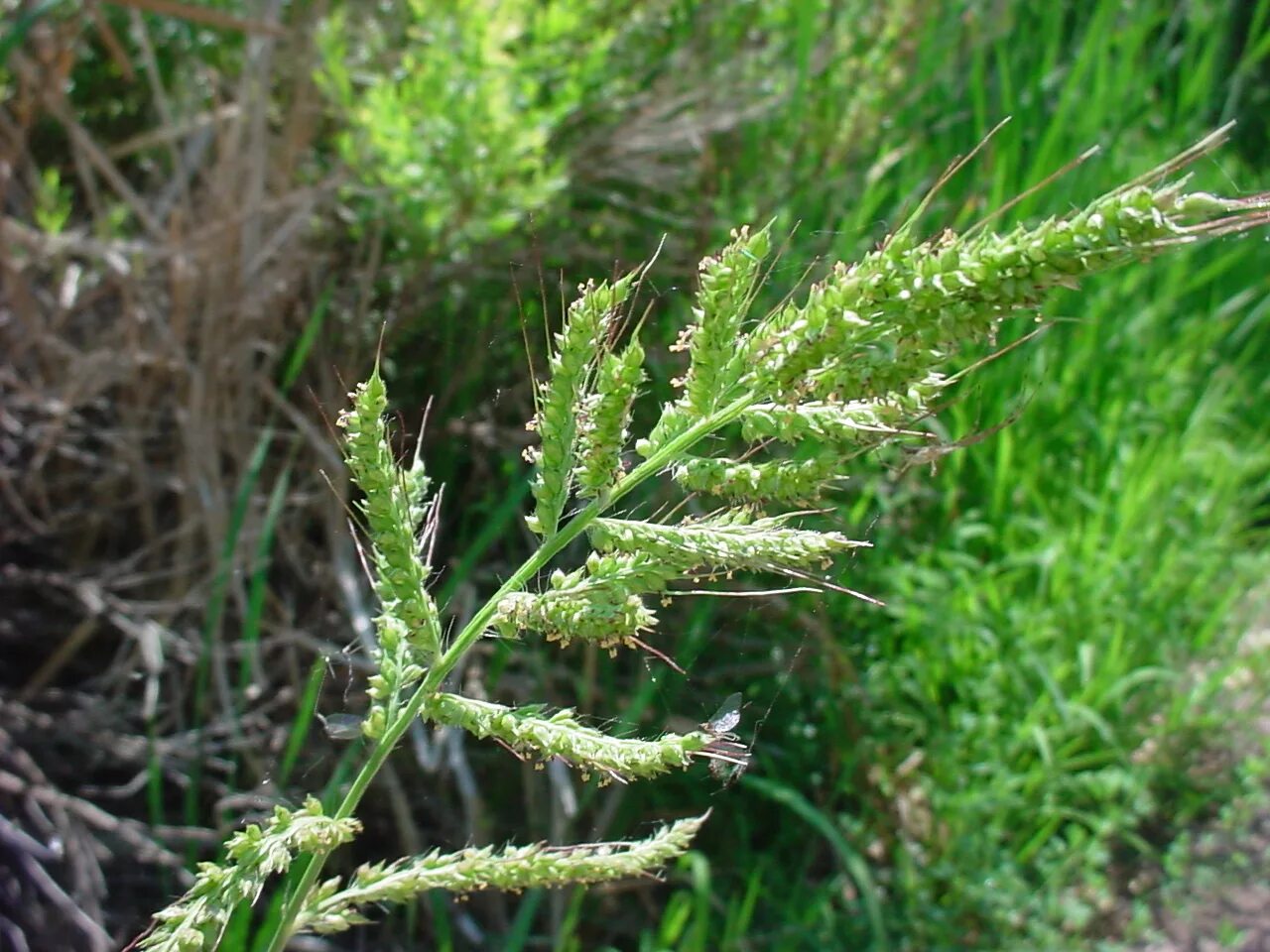 Просянка трава сорняк фото Barnyardgrass (Echinochloa crusgalli