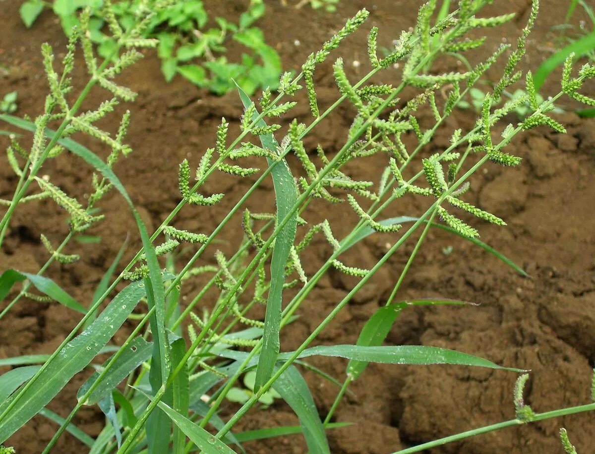 Просянка трава сорняк фото Echinochloa colona - Wikipedia