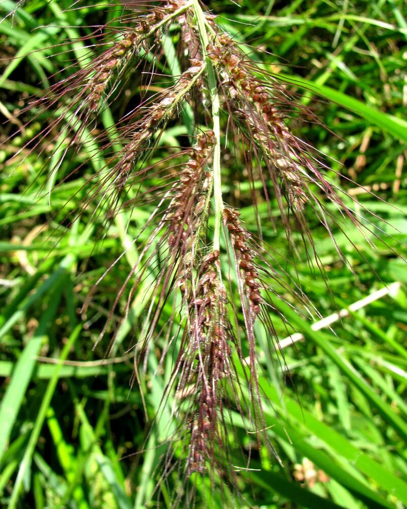 Просянка трава сорняк фото Echinochloa crus-galli - Image of an specimen - Plantarium