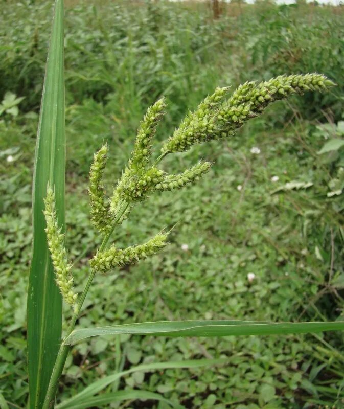 Просянка трава сорняк фото Echinochloa crus-galli - Image of an specimen - Plantarium