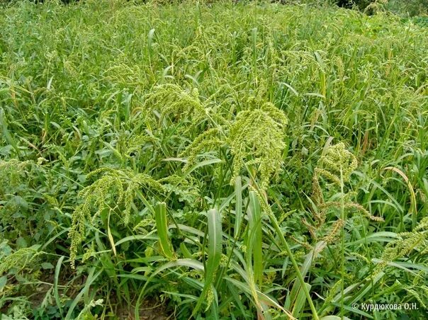 Просянка трава сорняк фото Can you please tell me if the rabbits can give the grass hay? 2022 Кролиководств