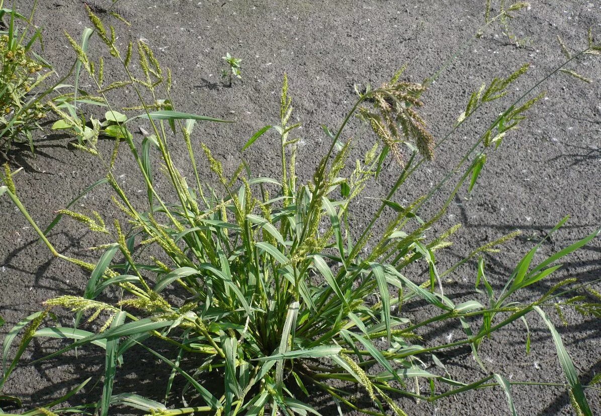 Просянка трава сорняк фото Echinochloa crus-galli - Image of an specimen - Plantarium