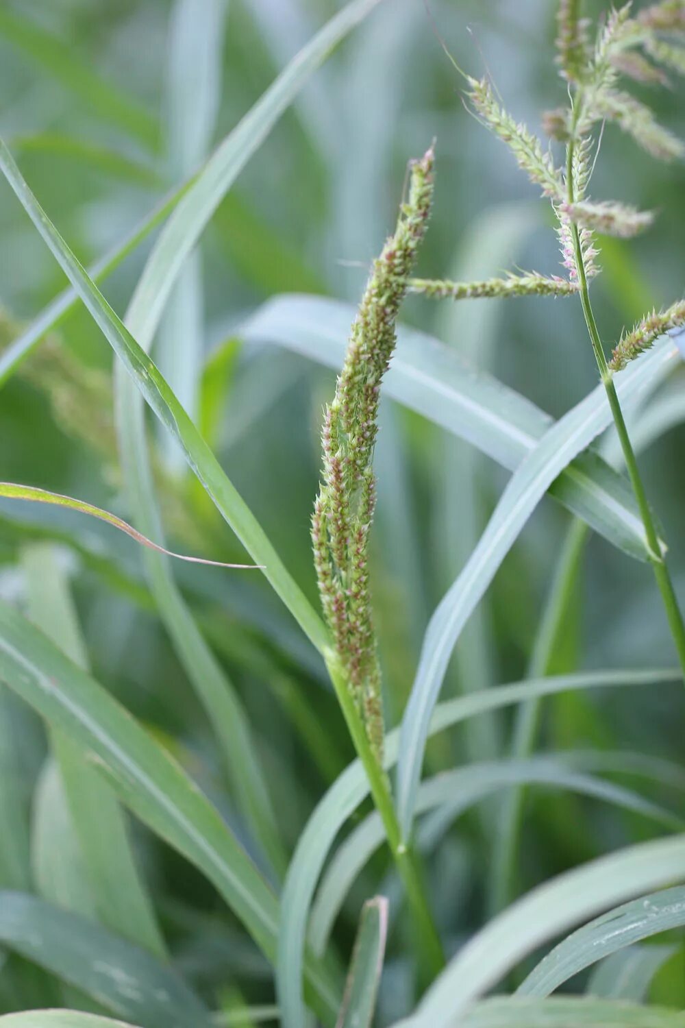 Просянка трава сорняк фото Фотографии Echinochloa Crus Galli: сорная трава в деталях Эко-фокус Фотогалерея 