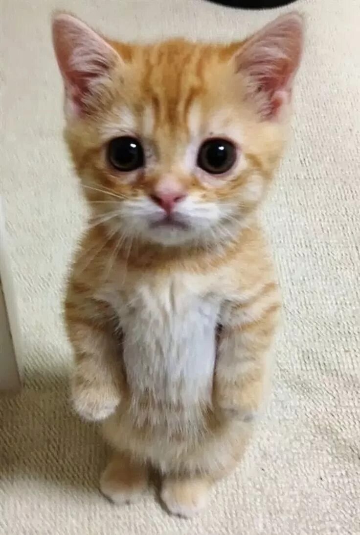 Просящие глаза фото Pin en Mix Mascotas bonitas, Gatos bonitos, Gatitos adorables