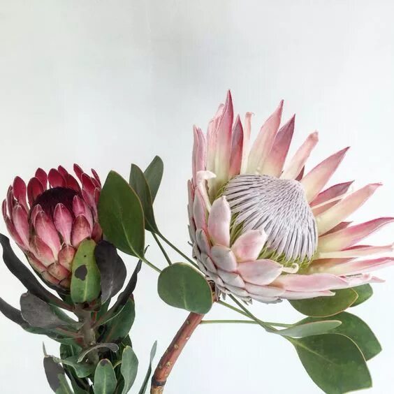 Протея фото цветов Épinglé sur Protea art en 2024 Fleurs insolites, Tuto aquarelle, Fleurs