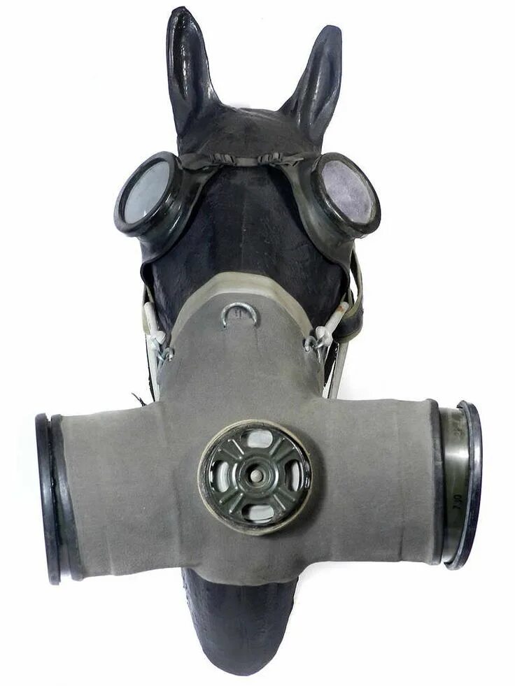 Противогаз для лошади фото Horse Gas Mask, 1950s-1960s Gas mask, Gas, Mask images