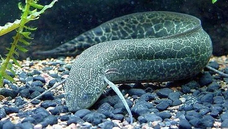 Протоптер рыба фото и описание 419Ma Devonian Marbled Lungfish Protopterus aethiopicus Animals, Monster fishing