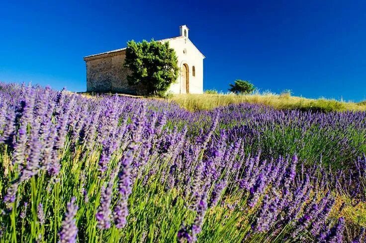 Прованс сухая ул 2 минск фото Provenza, lo spettacolo dei campi di Lavanda in fiore Beautiful places to visit,