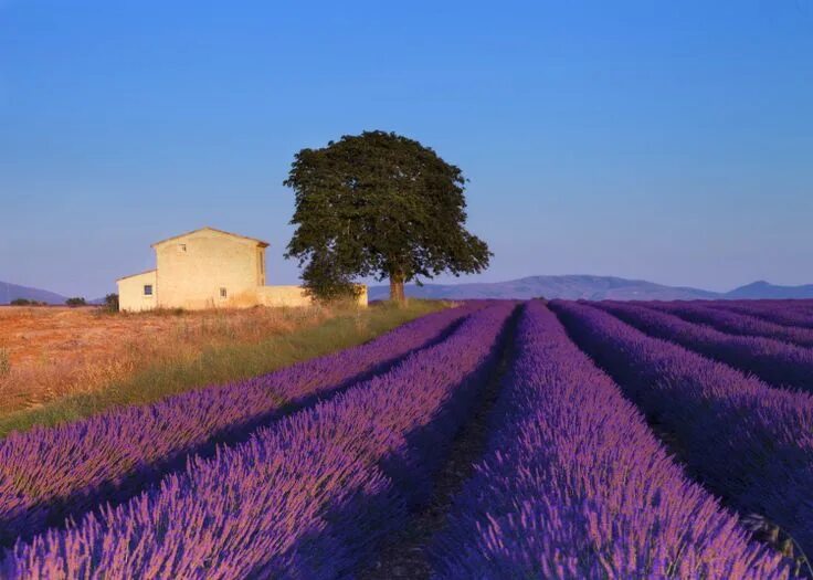 Прованс верхняя ул 13 фото Pin on Gartenbilder Lavender fields provence, Day trip from paris, Romantic plac