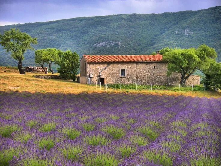 Прованс верхняя ул 13 фото Lavender field (Moustiers St.Marie, Alpes-de-Haute-Provence, France) by Stefen S