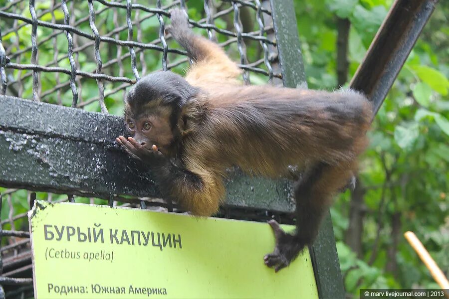 Провет капуцин ул попова 5 мытищи фото Ялтинский зоопарк в лицах, клювах и мордочках - Блог мегаватника - LiveJournal