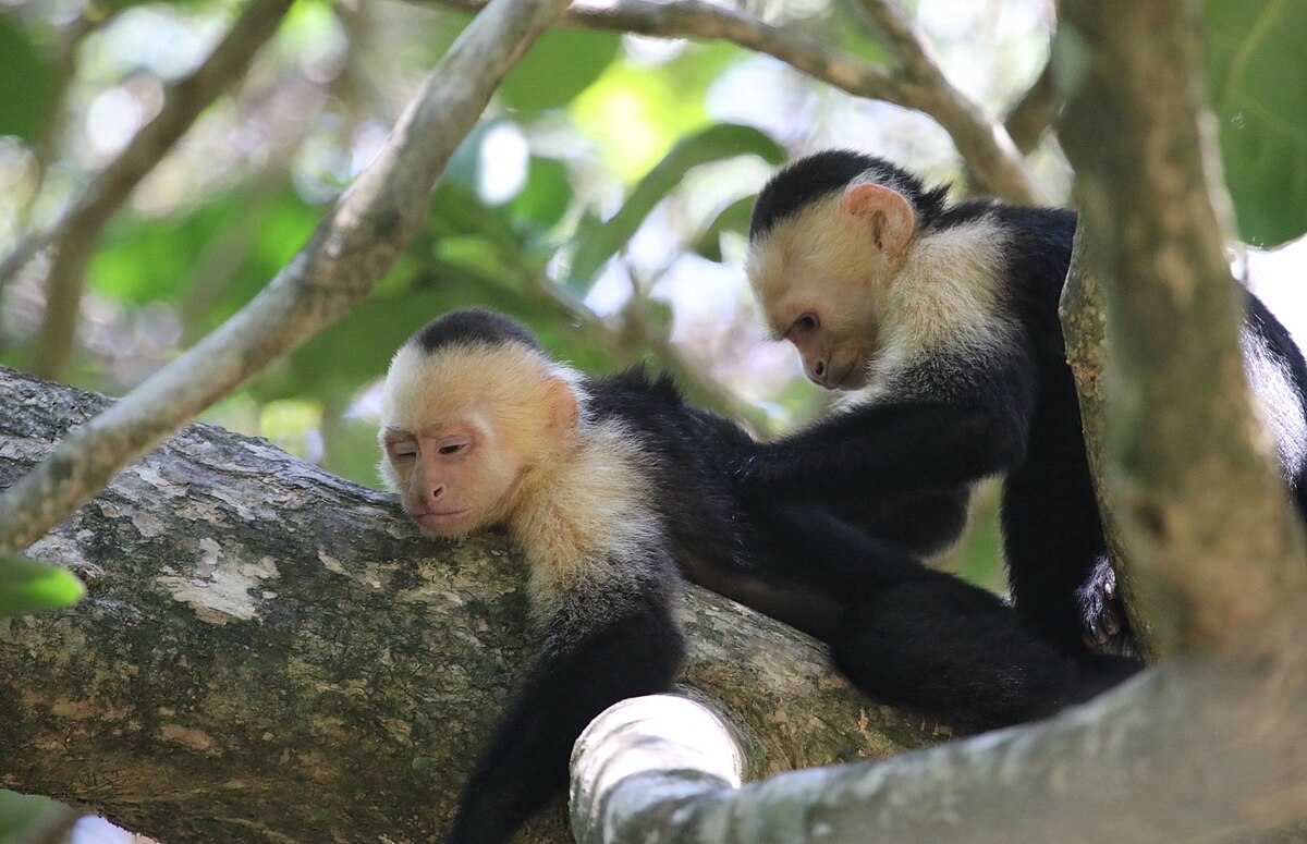 Провет капуцин ул попова 5 мытищи фото File:Capuchin Monkey enjoys a massage.jpg - Wikipedia