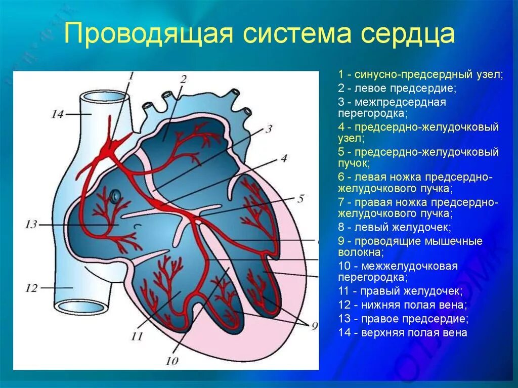 Проводящая система сердца фото Проводящие пути сердца: найдено 90 изображений