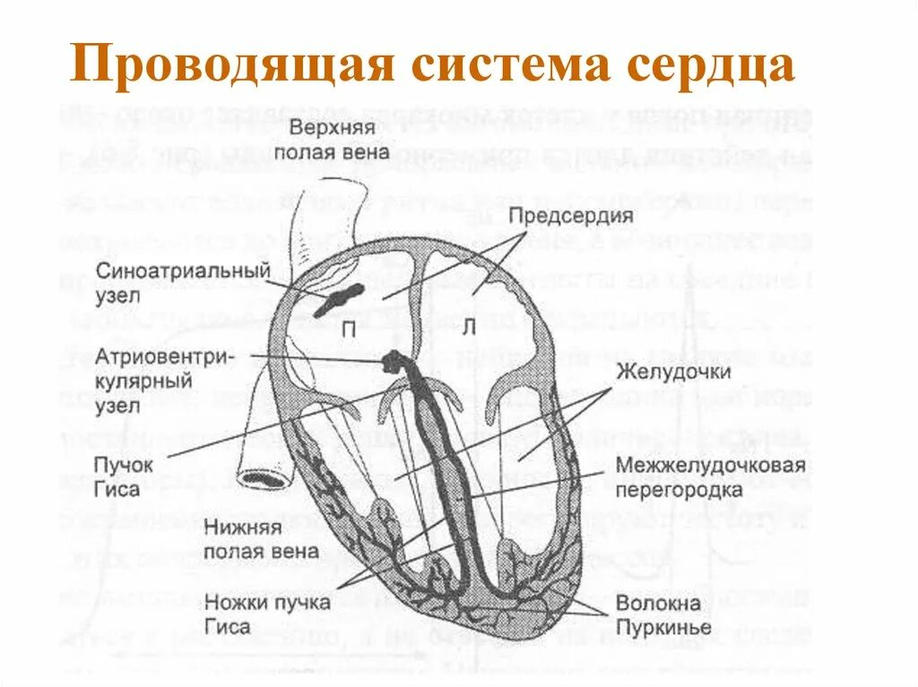 Проводящая система сердца фото Картинки ПРОВОДЯЩАЯ СИСТЕМА СЕРДЦА АНАТОМИЯ