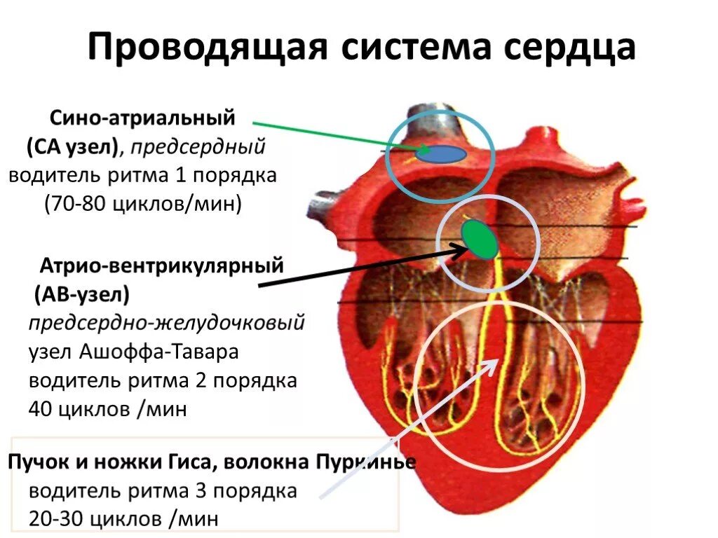 Проводящая система сердца фото Презентация "Регуляция кровообращения" по медицине - скачать проект