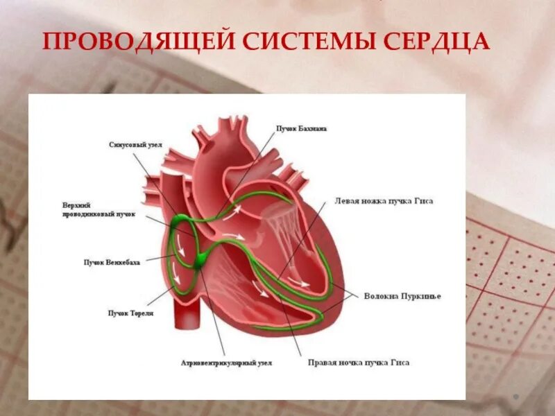 Проводящая система сердца фото Миокард и проводящая система сердца