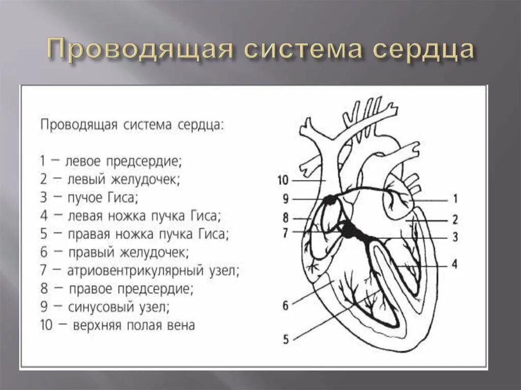 Проводящая система сердца фото Проводящая система рисунок