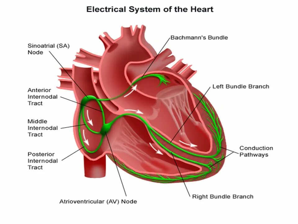 Проводящая система сердца фото Physical Therapy for Cardiovascular disorders - ppt download