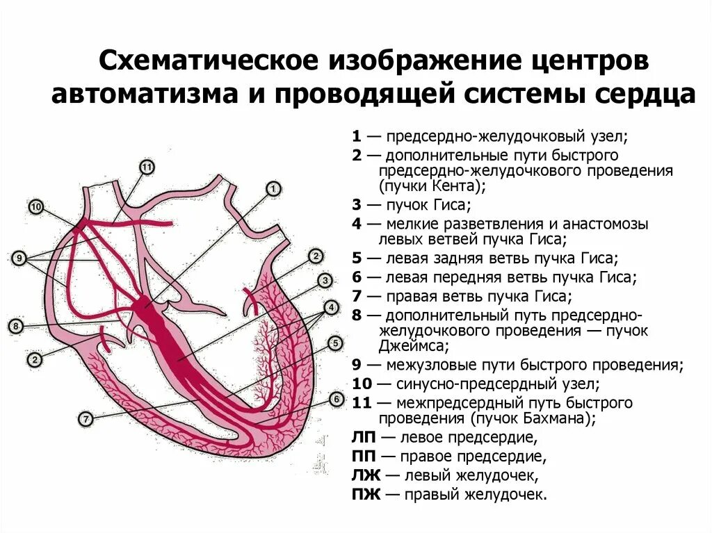 Проводящая система сердца фото Картинки ЛЕВЫЙ ЖЕЛУДОЧЕК ГИСА