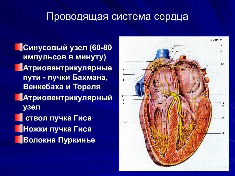 Проводящая система сердца фото Миокард и проводящая система сердца